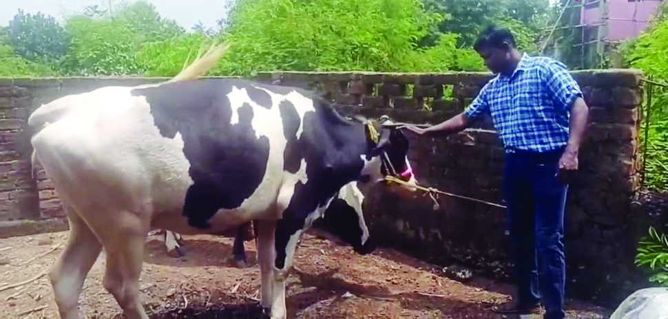 cow copy